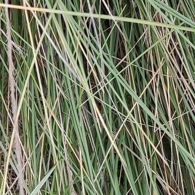 Thinopyrum junceum — leaf