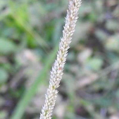 Sporobolus indicus — flower