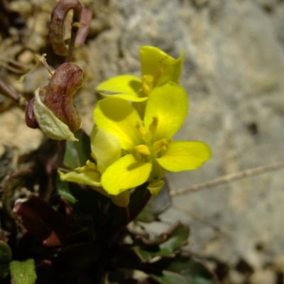Brassica repanda — flower