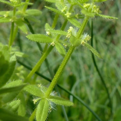Cruciata pedemontana — flower