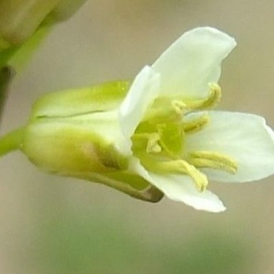 Turritis glabra — flower