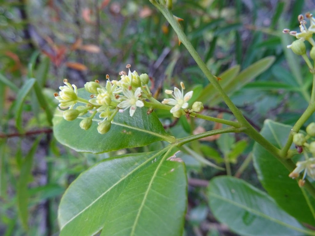 Cockspur orange
