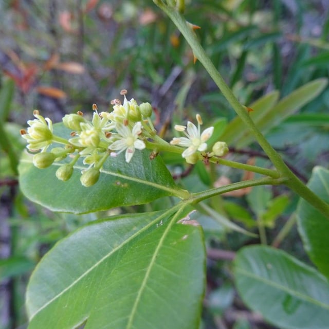 Cockspur orange