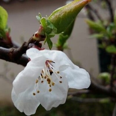 Prunus armeniaca — flower