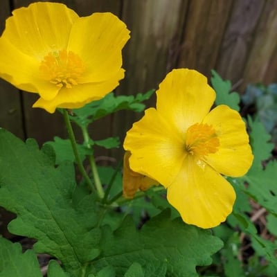 Stylophorum diphyllum — flower