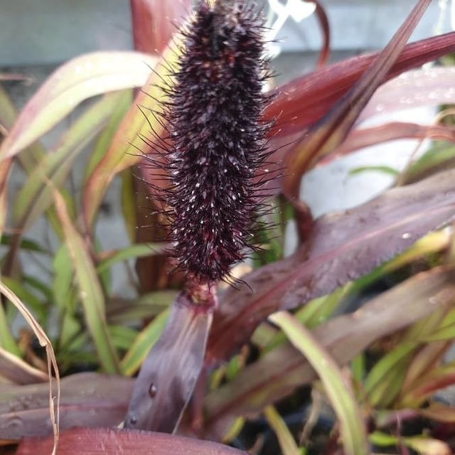 Cenchrus americanus — flower