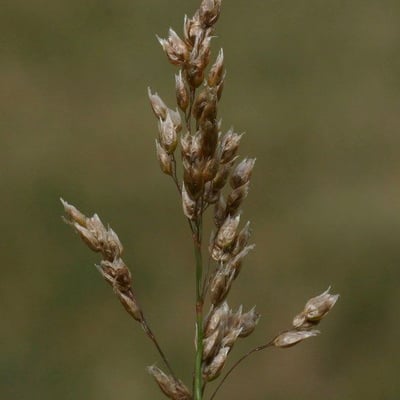 Anthoxanthum nitens — flower