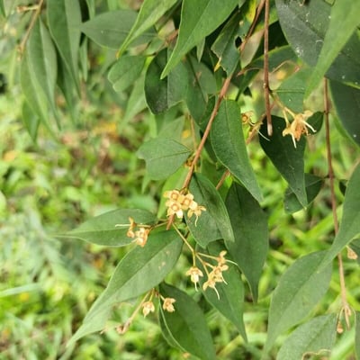 Myrcia splendens — flower