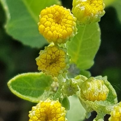Tanacetum balsamita — flower
