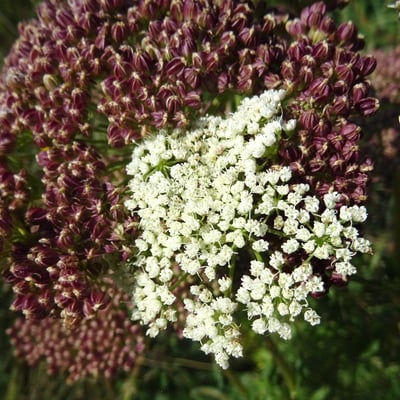 Selinum carvifolia — flower