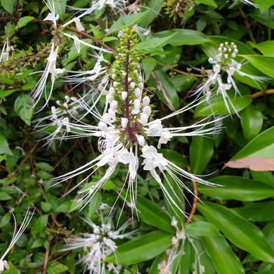 Orthosiphon aristatus — flower