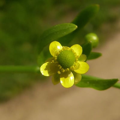Ranunculus sceleratus — flower