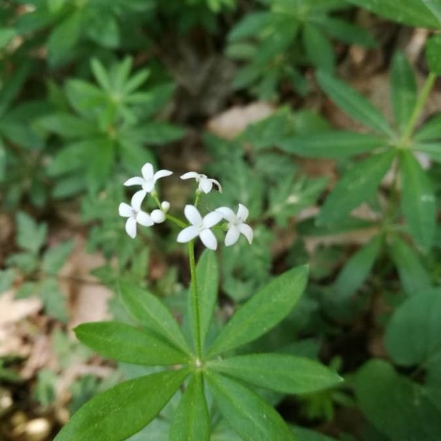Galium odoratum — flower