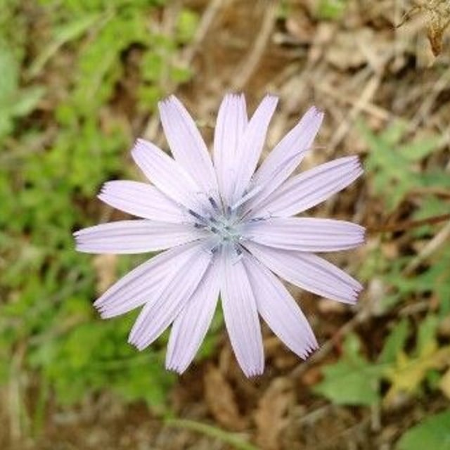 Cichorium intybus — flower