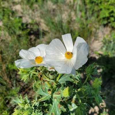 Argemone albiflora — flower