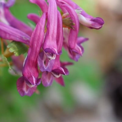 Corydalis intermedia — flower
