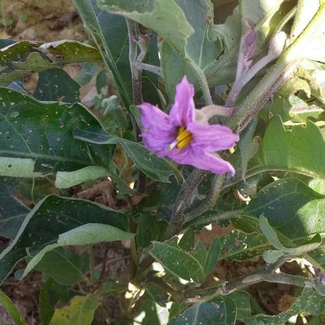 Solanum melongena — flower