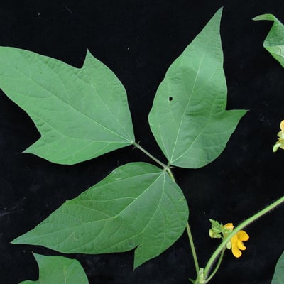 Vigna umbellata — habit