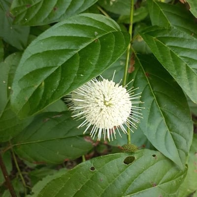 Cephalanthus occidentalis — flower