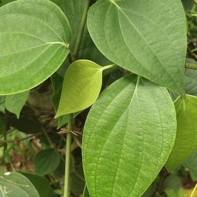 Piper nigrum — leaf
