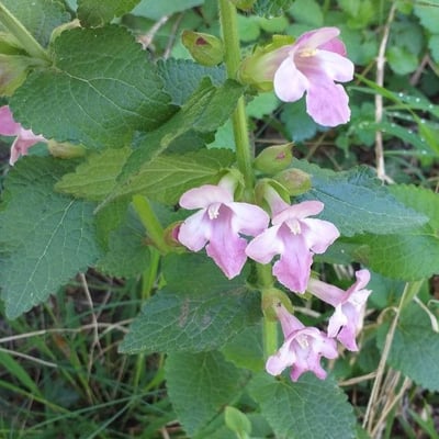 Melittis melissophyllum — flower