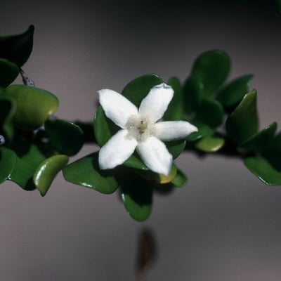 Randia aculeata — flower