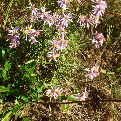 Galatella sedifolia — flower