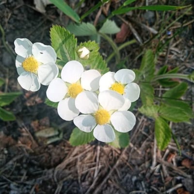 Fragaria moschata — flower