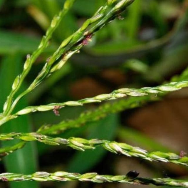 Digitaria ischaemum — leaf