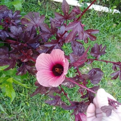 Hibiscus sabdariffa — flower