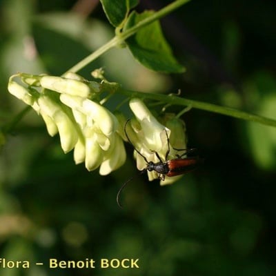 Vicia pisiformis — flower