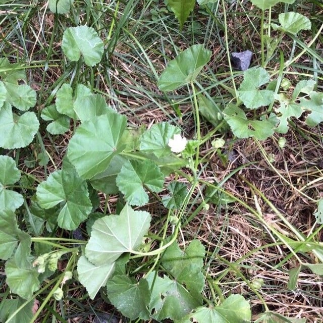 Malva pusilla — flower