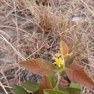 Grewia flavescens — flower