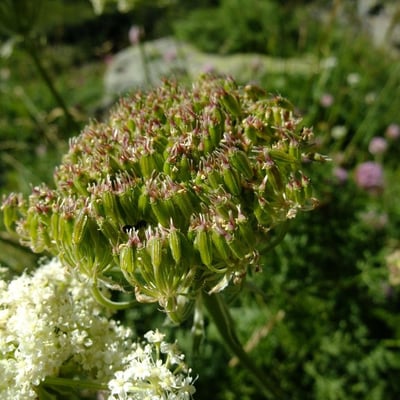 Laserpitium halleri — flower