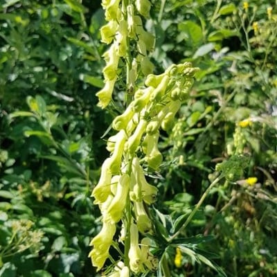Aconitum lycoctonum — flower