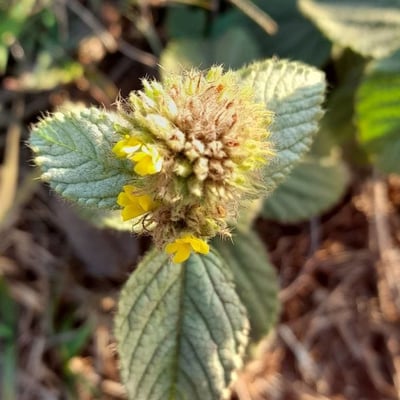 Waltheria communis — flower