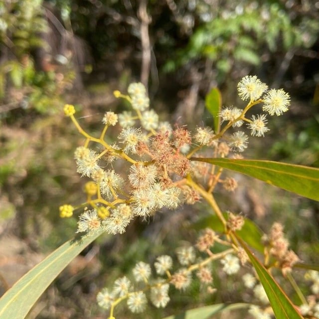Acacia falcata — flower