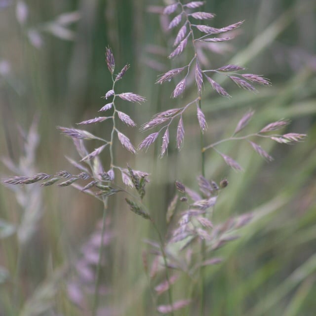 Festuca trachyphylla — flower