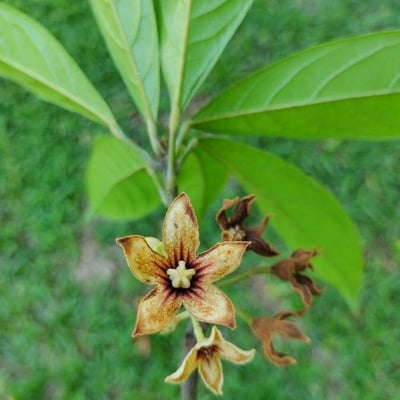 Cola acuminata — flower