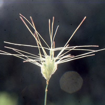 Aegilops neglecta — flower