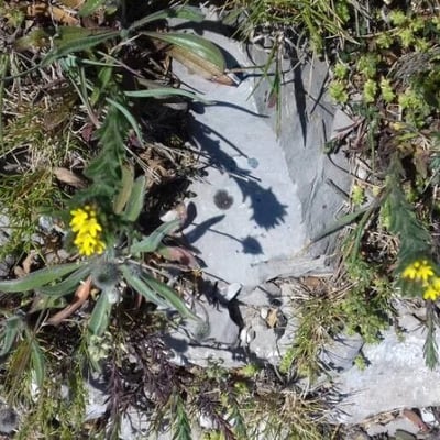 Erysimum repandum — flower