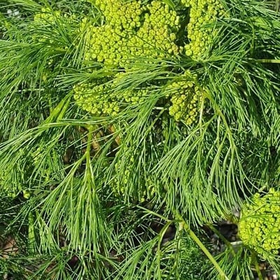 Peucedanum officinale — flower