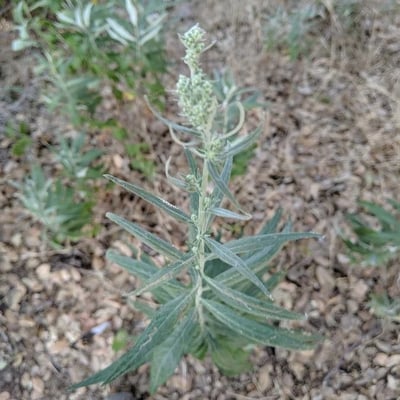 Artemisia ludoviciana — flower