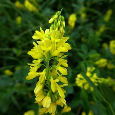 Melilotus sulcatus — flower