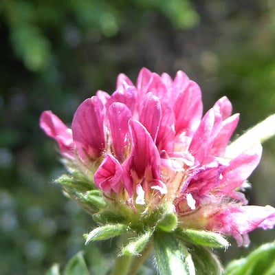 Anthyllis montana — flower