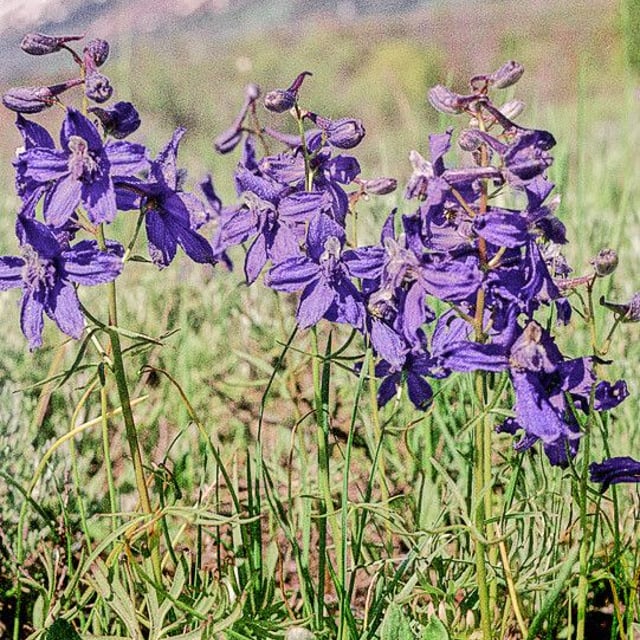 Delphinium nuttallianum — flower