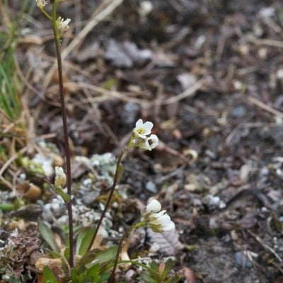 Draba fladnizensis — habit