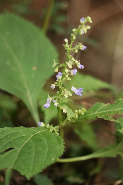 Mosla scabra