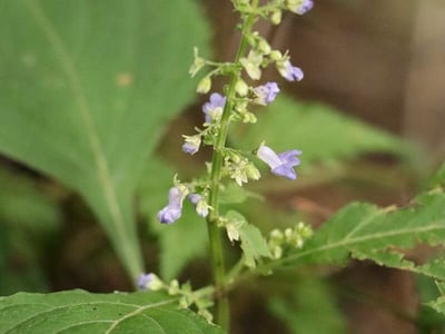 Mosla scabra