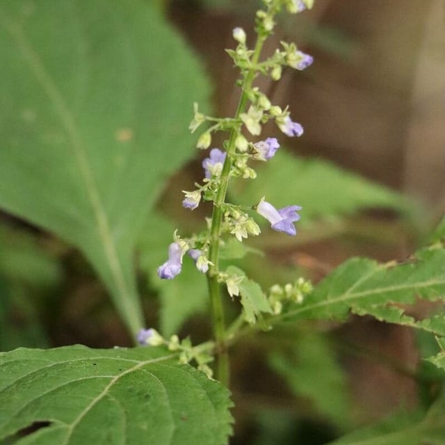 Mosla scabra